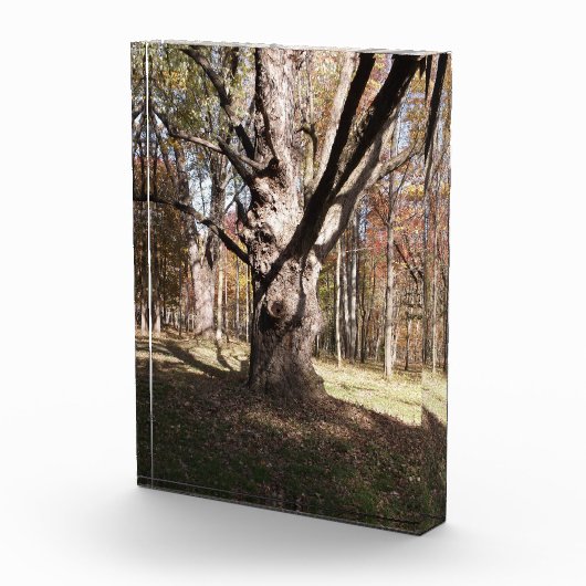 Wezelboom Fotoblokken (Rechts)