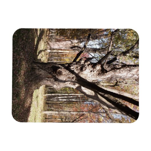 Wezelboom Magneet (Horizontaal)