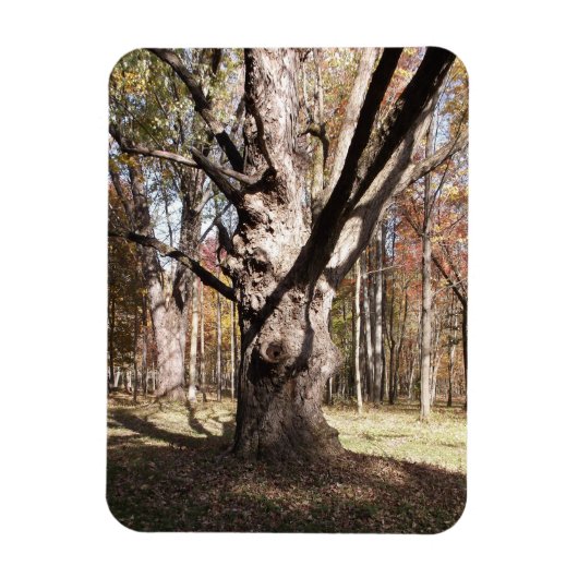 Wezelboom Magneet (Verticaal)