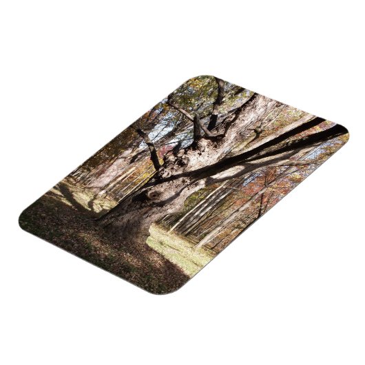 Wezelboom Magneet (Linkerzijde)