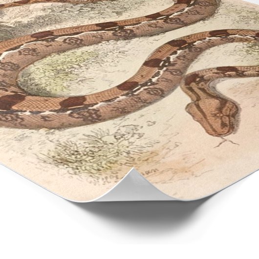 WH Freeman - Boa Constrictor Portfolio Poster (Hoek)