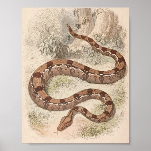 WH Freeman - Boa Constrictor Portfolio Poster (Voorkant)