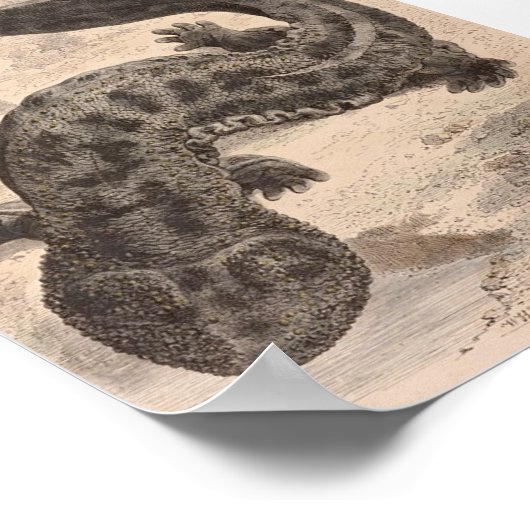 WH Freeman - De grote Japanse salamander P/folio Poster (Hoek)