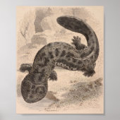 WH Freeman - De grote Japanse salamander P/folio Poster (Voorkant)