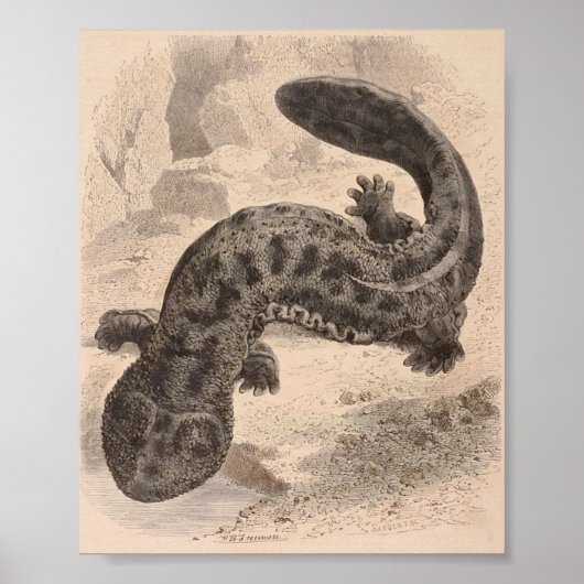 WH Freeman - De grote Japanse salamander P/folio Poster (Voorkant)