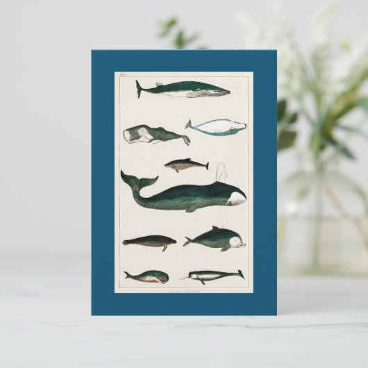 WHALE FISH Scuba Diving RSVP Kaartje (Staand voorkant)