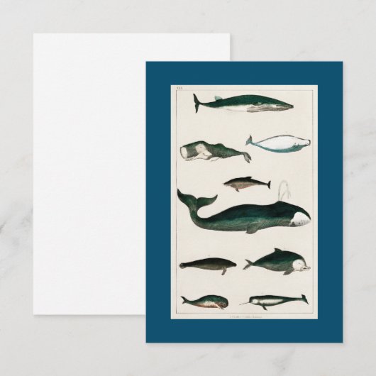 WHALE FISH Scuba Diving RSVP Kaartje (Voorkant / Achterkant)