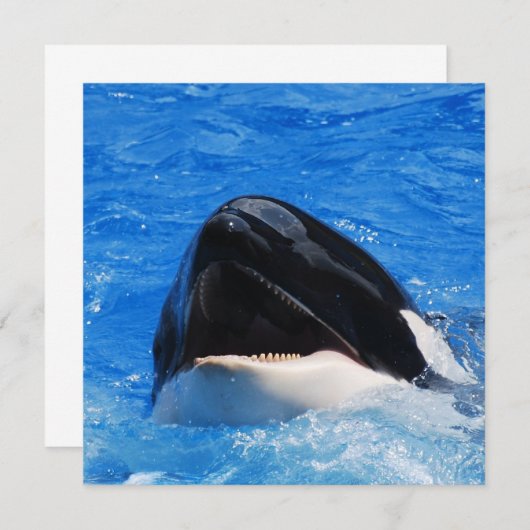 Whale-geluiden Kaart (Voorkant / Achterkant)