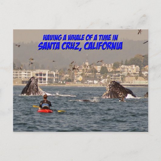 Whale of a Time Santa Cruz California Briefkaart (Voorkant)