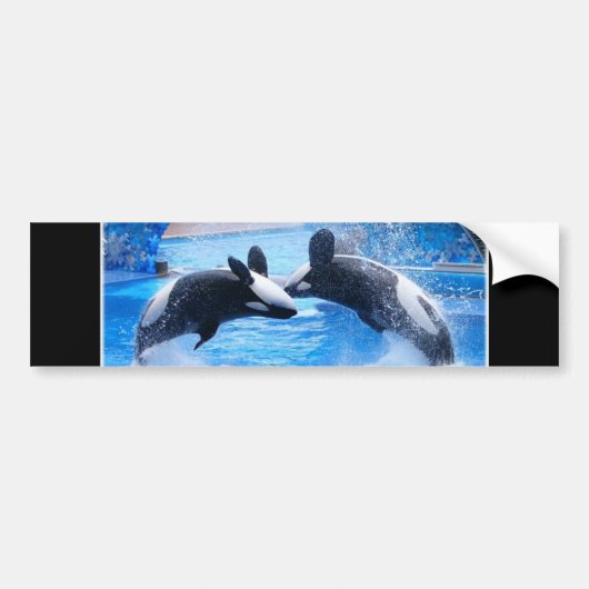 Whale Photo Bumpersticker (Voorkant)