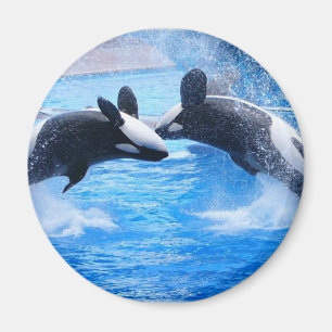 Whale Photo Magnet