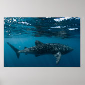 Whale Shark Natuur Fotografie Onderzeese wereld Poster (Voorkant)