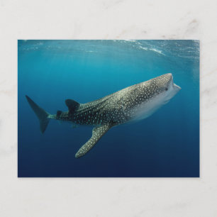 Whale Shark Swimming Briefkaart