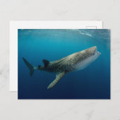 Whale Shark Swimming Briefkaart (Voorkant / Achterkant)