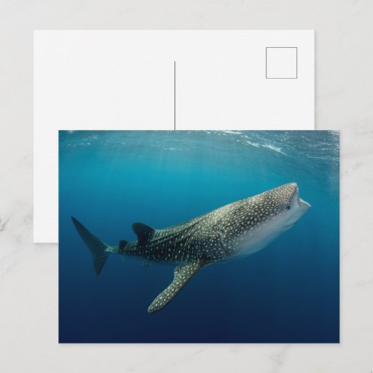 Whale Shark Swimming Briefkaart (Voorkant / Achterkant)