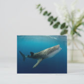 Whale Shark Swimming Briefkaart (Staand voorkant)