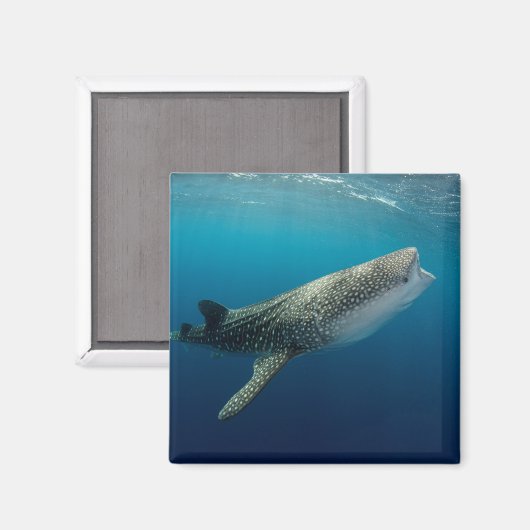 Whale Shark Swimming Magneet (Voorkant / Achterkant)