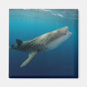 Whale Shark Swimming Magneet