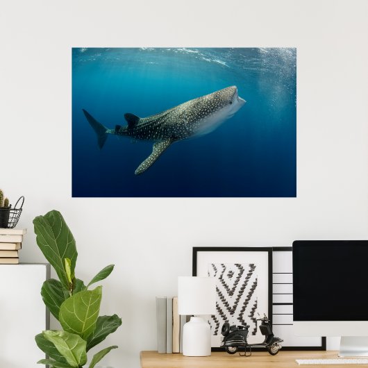 Whale Shark Swimming Poster (Thuiskantoor)