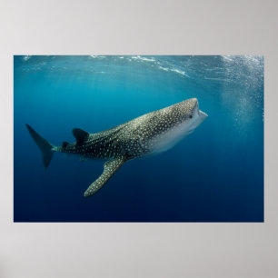 Whale Shark Swimming Poster