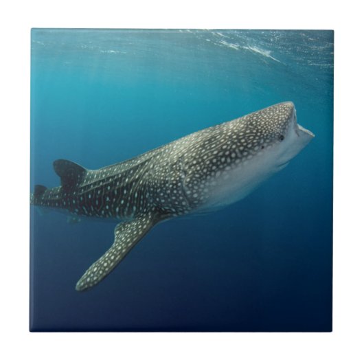 Whale Shark Swimming Tegeltje (Voorkant)