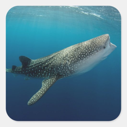 Whale Shark Swimming Vierkante Sticker (Voorkant)