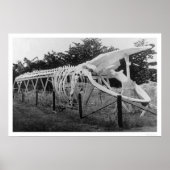Whale Skeleton Alaska 1922 Poster (Voorkant)