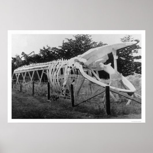 Whale Skeleton Alaska 1922 Poster (Voorkant)