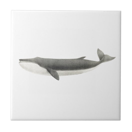 "WHALE" ZEELKERAMISCHE TEGEL TEGELTJE (Voorkant)