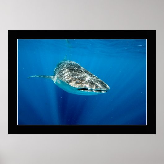 Whaleshark #1 poster (Voorkant)