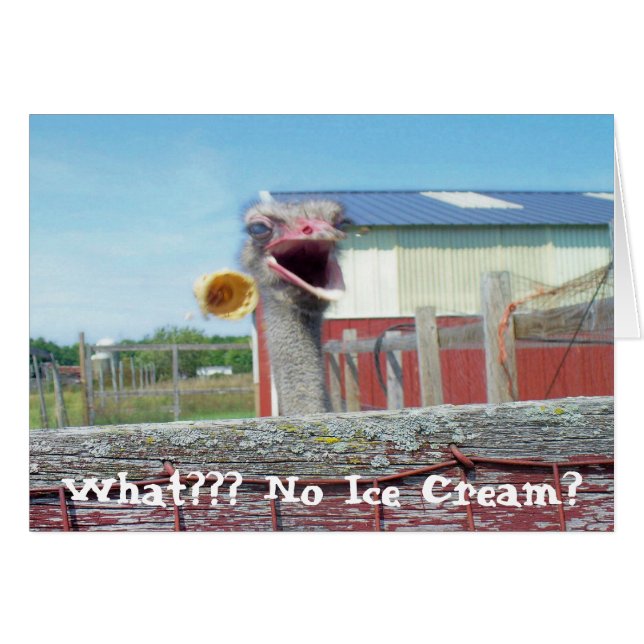 What No Ice Cream - Ostrich Farm (Voorkant Horizontaal)