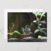 Whatcha Doin Briefkaart (Voorkant / Achterkant)