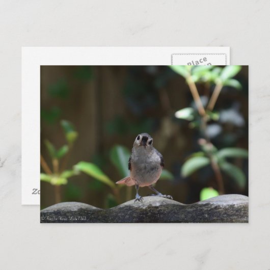 Whatcha Doin Briefkaart (Voorkant / Achterkant)