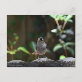 Whatcha Doin Briefkaart