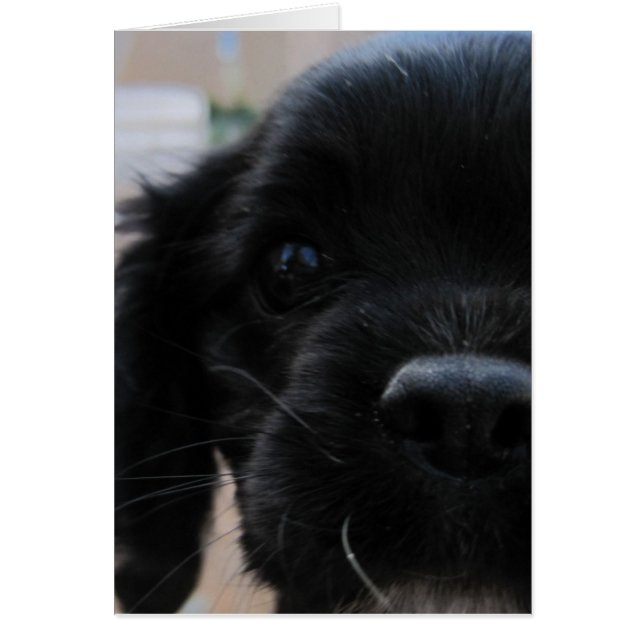 Whatchaupto (Voorkant)