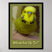 Whatchu tot 3 poster (Voorkant)