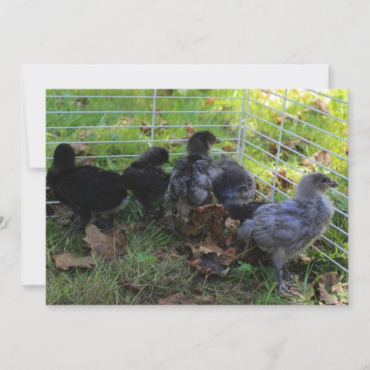 Whats Up - Chicken Butt Kaart (Voorkant)