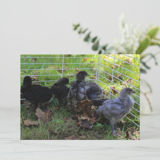 Whats Up - Chicken Butt Kaart (Staand voorkant)