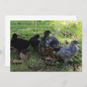 Whats Up - Chicken Butt Kaart (Voorkant / Achterkant)