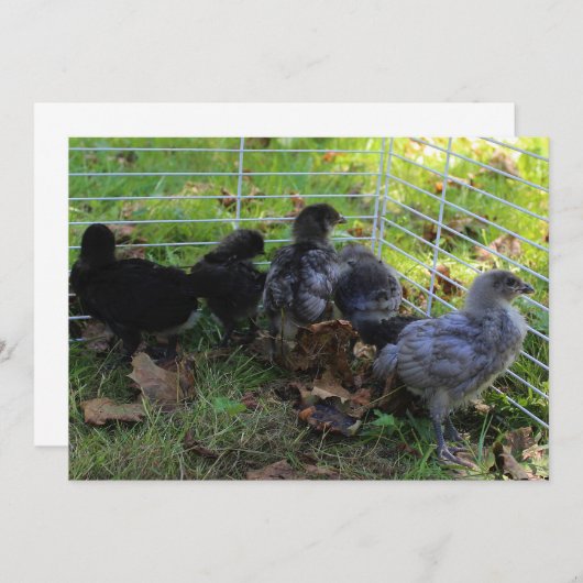 Whats Up - Chicken Butt Kaart (Voorkant / Achterkant)