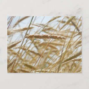 Wheat and Sky Briefkaart
