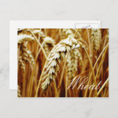 Wheat Field Briefkaart (Voorkant / Achterkant)