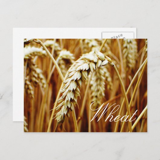 Wheat Field Briefkaart (Voorkant / Achterkant)