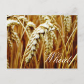 Wheat Field Briefkaart (Voorkant)