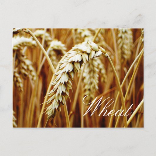 Wheat Field Briefkaart (Voorkant)