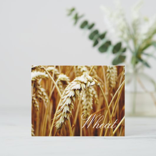 Wheat Field Briefkaart (Staand voorkant)