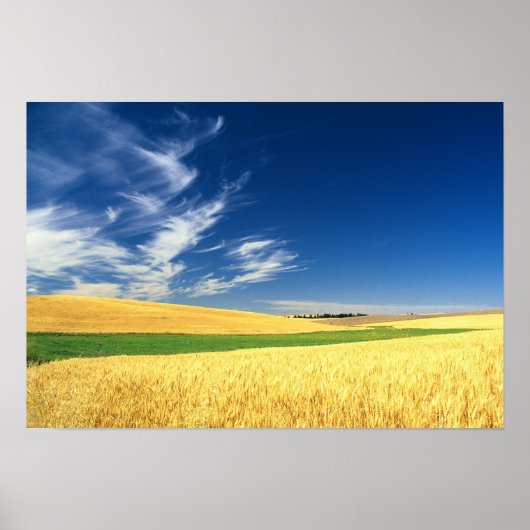 Wheat harvest on the Palouse in Eastern Poster (Voorkant)