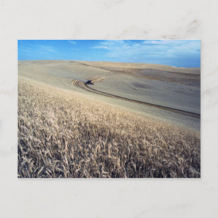 Wheat Harvest op Field Briefkaart