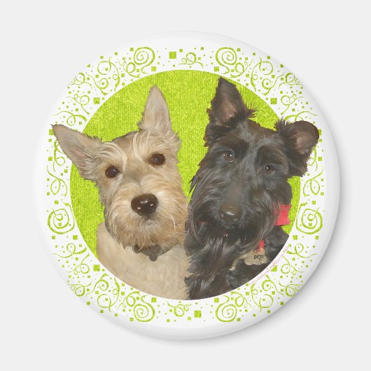 Wheaten & Black Schotse Terriërs Magneet (Voorkant)