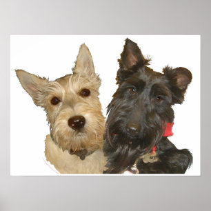 Wheaten & Black Schotse Terriërs Poster